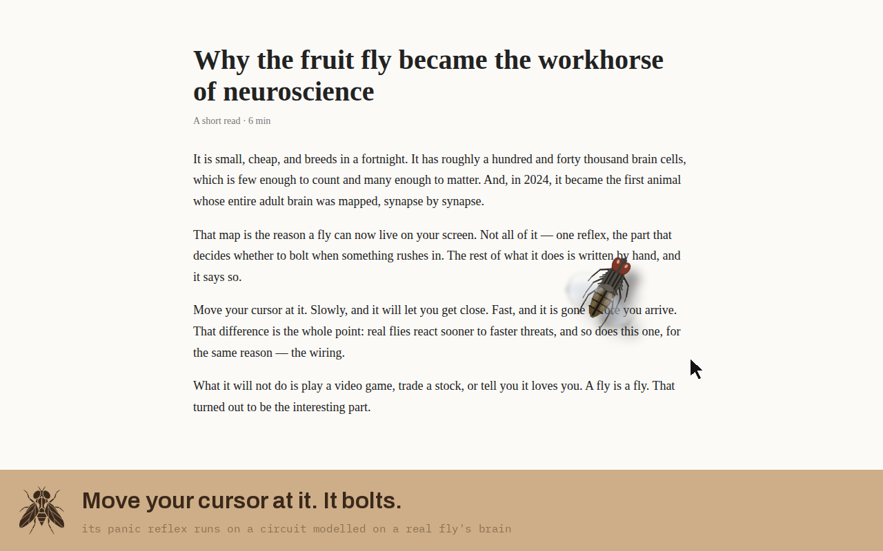 The fly on a web page, bolting away from the cursor